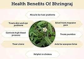 Eclipta Prostrata | Karisalai | Karisalankanni | Bhringraj powder | False Daisy Powder | Hair Growth | Organic Herbal Powder for Beautiful Hair 100% Natural (700 GM)