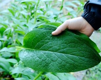 Organic Comfrey Oil Raw, Infused, Pressed Herbal, Comfrey Leaf, Sunflower Seed 4 fl.oz.