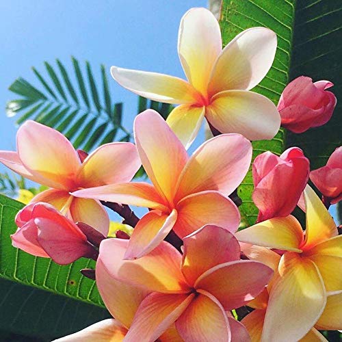 Pure Fiji Spa Gifts for Women and Man - Body Gift Box Include: Sugar Scrub, Bath and Body Oil, Body Butter and Body Lotion, Scent Frangipani