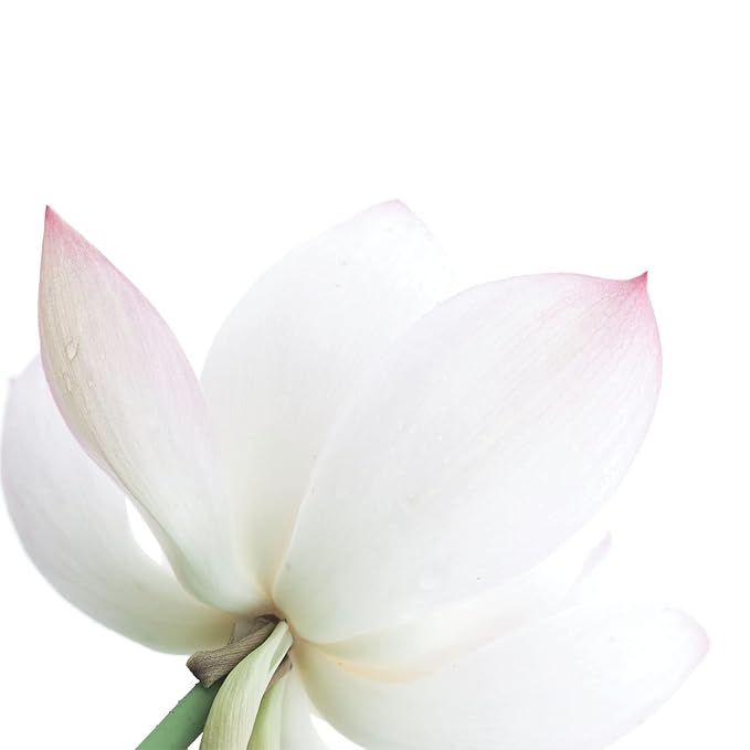 Pour Moi White Serum - Climate-Smart Anti-Aging with Retinol and Hyaluronic Acid, Fortified with Anti-Wrinkle Peptides and Vitamin A for Younger-Looking Skin in Mild Conditions