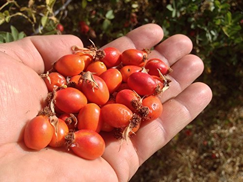 US Organic Rosehip Seed Oil, USDA Certified Organic, Cold Pressed, Virgin Organic, Amber Glass Bottle and Glass Eyedropper for Easy Application - 2 oz (56 ml)