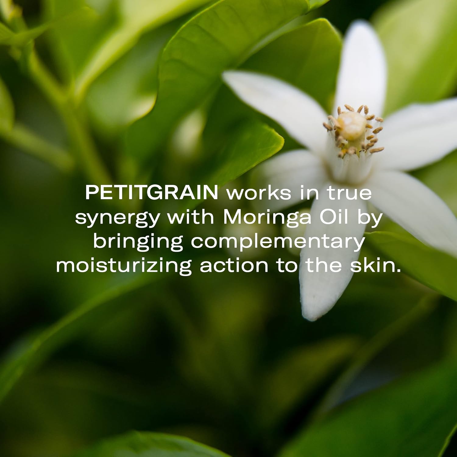 Odacité Hydrating Serum Concentrate with Moringa + Petitgrain - Serum for Very Dry Skin - Face Oil Concentrate for Moisturizing & Hydrating Dry Skin or Chapped & Cracked Skin - 0.17 fl. Oz