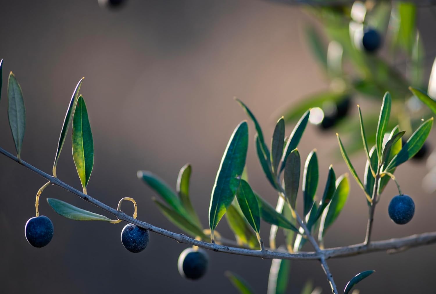 Olive Oil Lip Balm (3-pack) by ODE Olive Oil Beauty, Organic EVOO, California Made