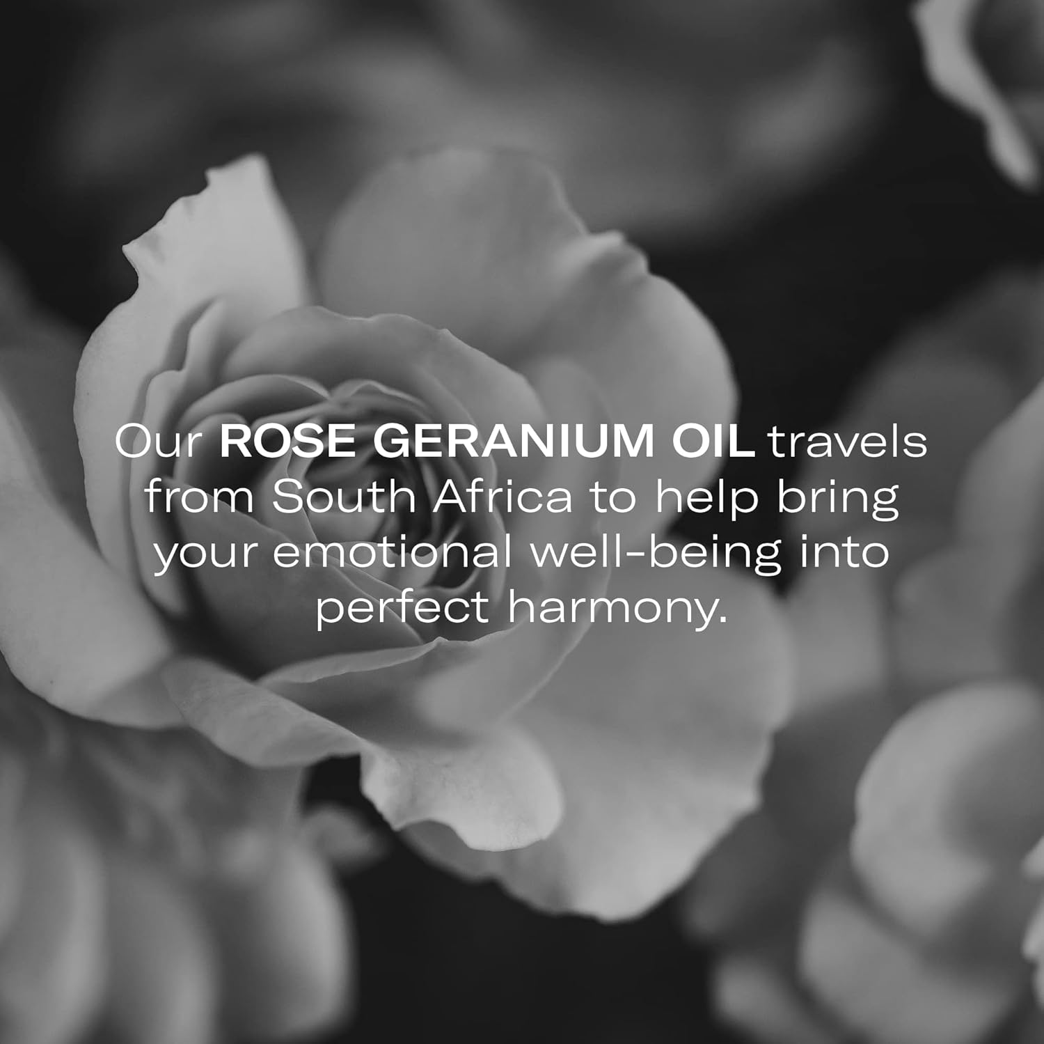 Odacité Hydrating Serum Concentrate with Pomegranate & Rose Geranium - for Hydration & Glow - Hydrating & Nourishing Anti-Aging Facial Oil Concentrate Enhance Skins Moisture Barrier - 0.17 fl. oz