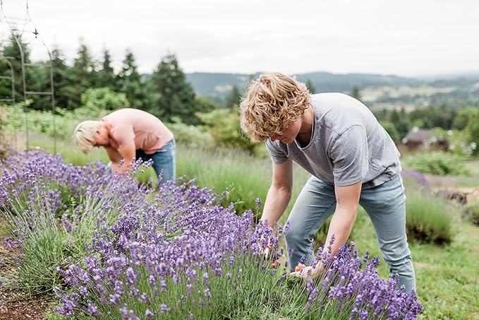 Victoria's Lavender Heel Balm Stick – Ultra-Rich Foot Therapy Balm for Dry, Cracked Feet – Heel Softener for Cracked Heels and Rough Skin – Dry Heels Treatment for Men and Women – Lavender Mint, 2.5oz