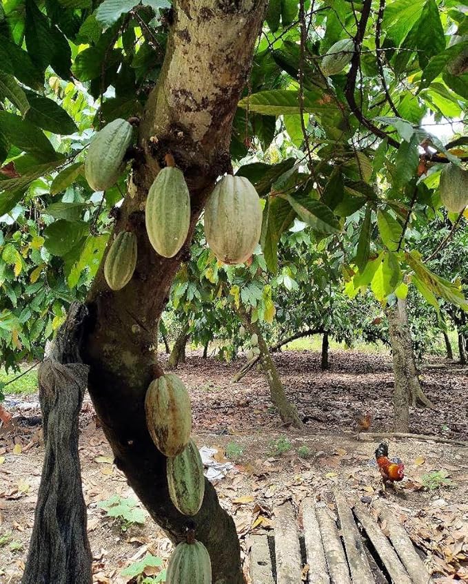 Generic Gres Cacao - Graisse Cacao - Gres koulev - Haiti (2 Oz)