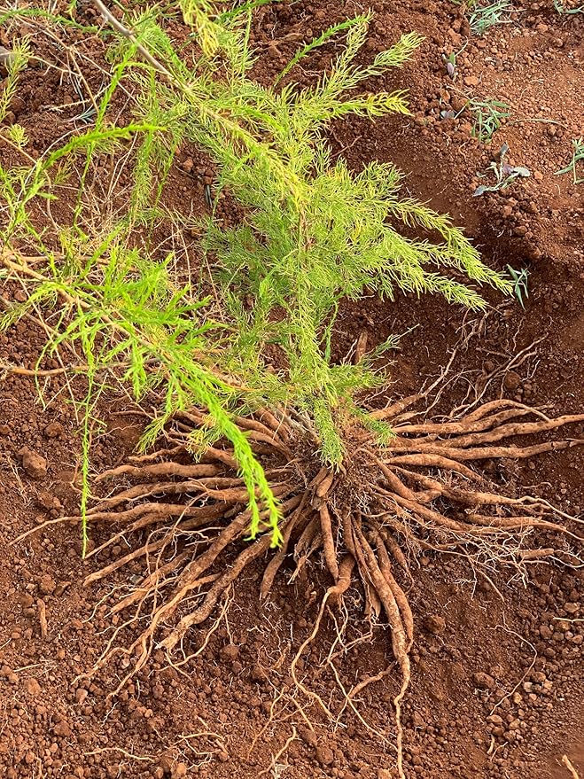 KHADI SHATAVARI EVERYOUNG Ayurvedic Elixir Skin & Soul Body Oil, 100% Natural, Herbal & Vegan, Firming oil for your skin, refines, renews, and promotes elasticity, 3.38 oz